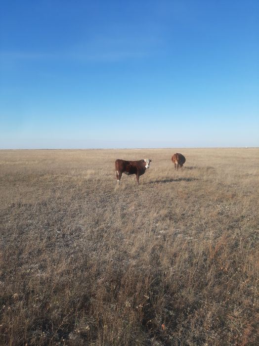 Подсос бызаулар сататын