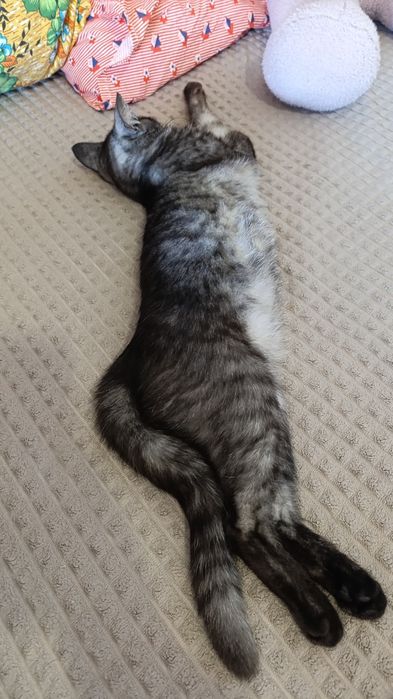 Шотландская девочка прямоухая