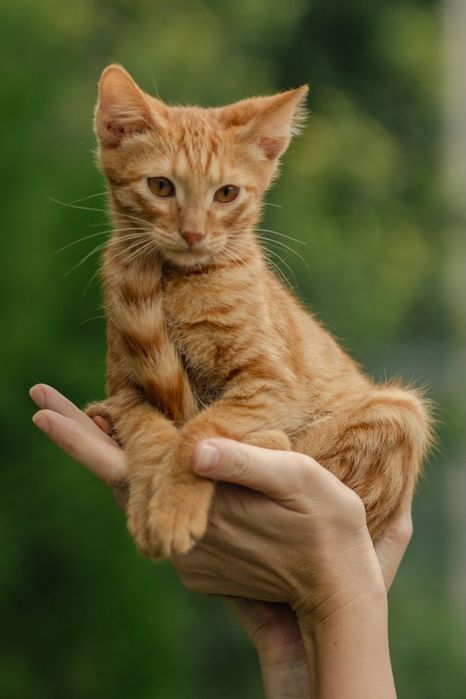 Котята ищут любящий дом
