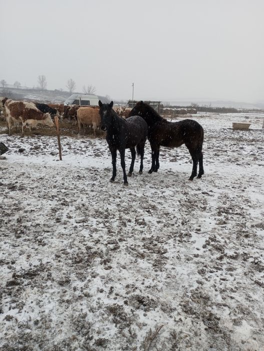 Vând două mânze de 7-8luni