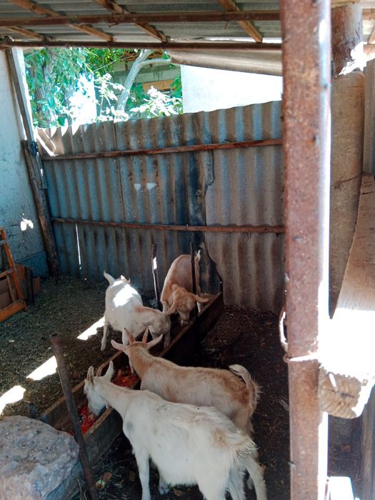 Лактар токтыга вариант бар