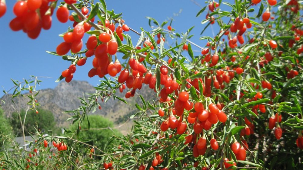PRODUCATOR vand Goji, rasaduri, butasi, plante, seminte fructe, puieti