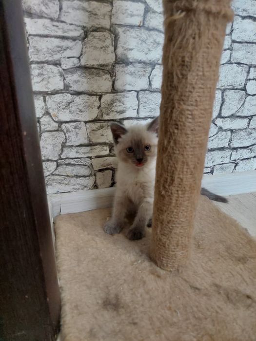 Котята Аксу бесплатно