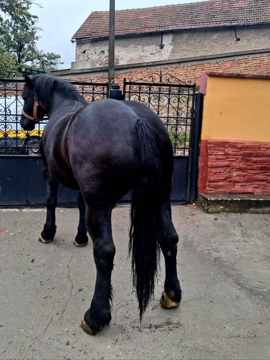 Vând mânză de 4 ani