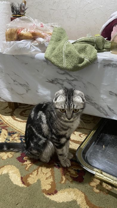 Кошка Шотландская девочка