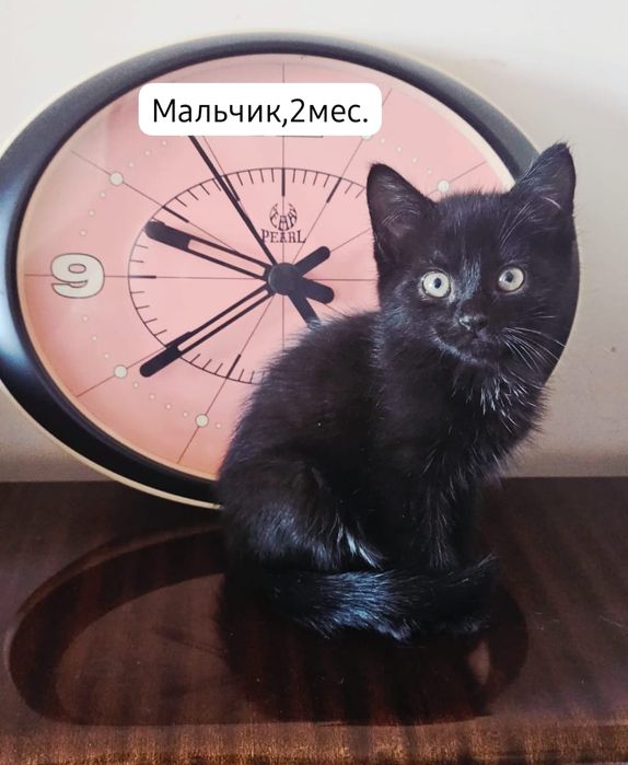 Котята бесплатно⁹
