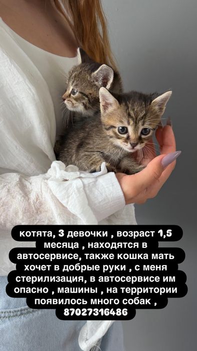 Бесплатно котята