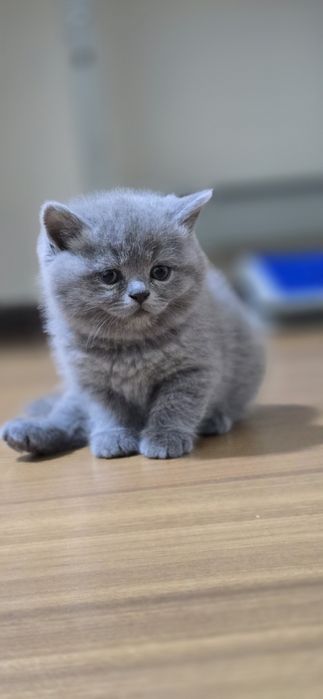 Скоттиш страйт Scottish straight