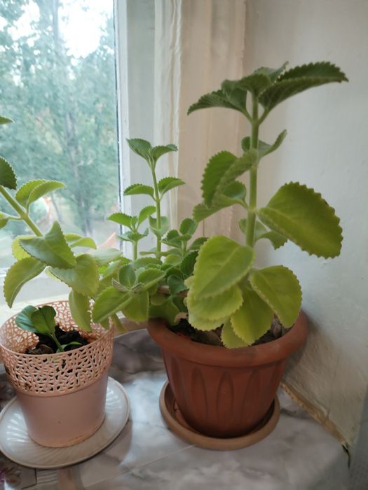 Комнатные растения.