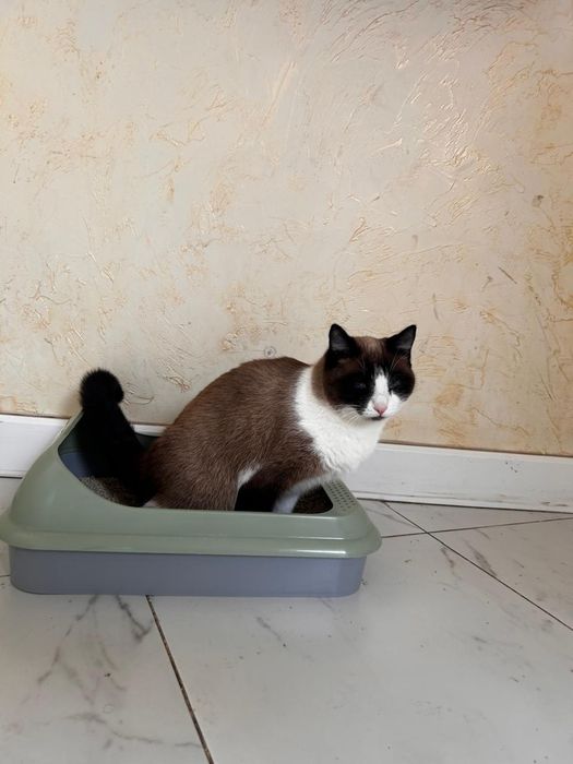 Отдам в хорошие руки кошку