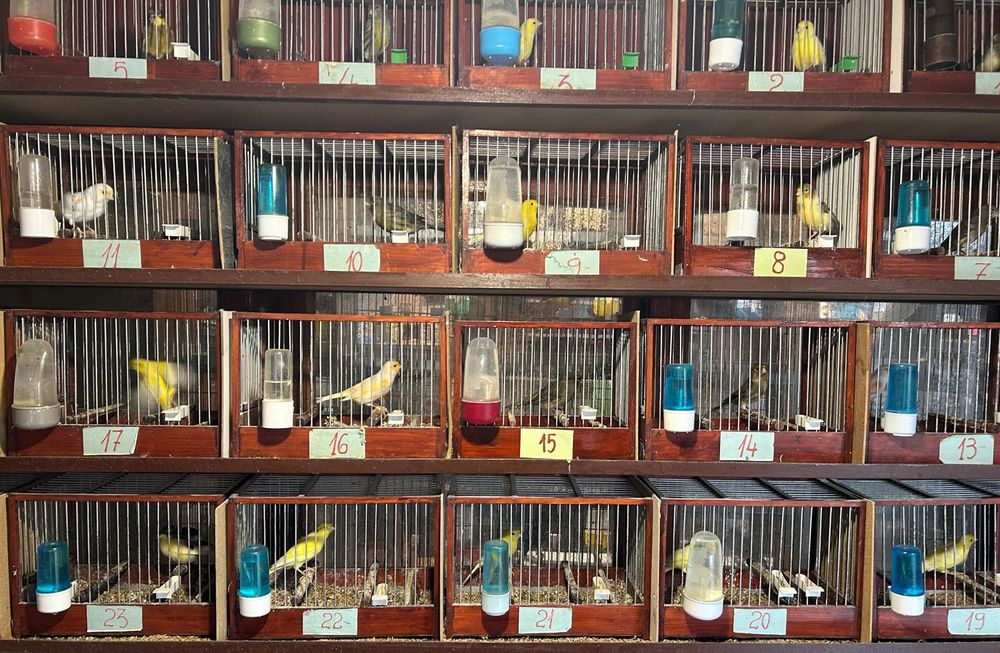 Vand Canari si Papagali si Micul Alexander 100-150 Canari, 35Papagali