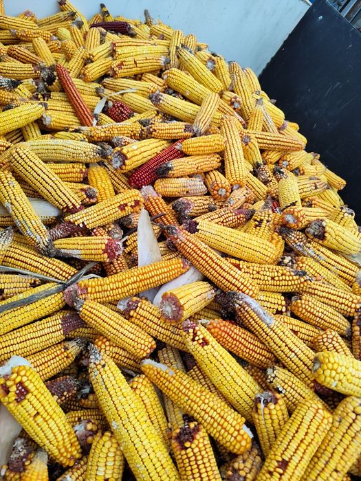 Vând porumb  in Lucăcești