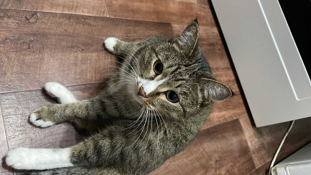 Пропал кот! Помогите найти!