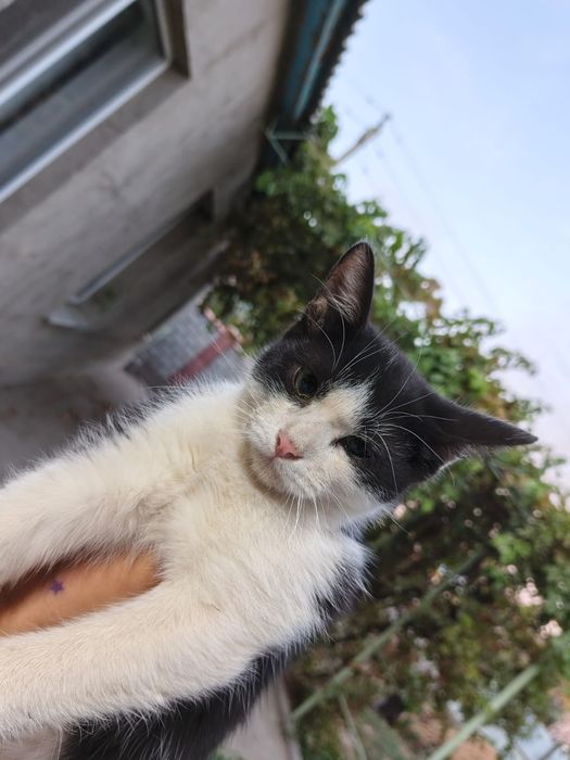 Котята в хорошие руки