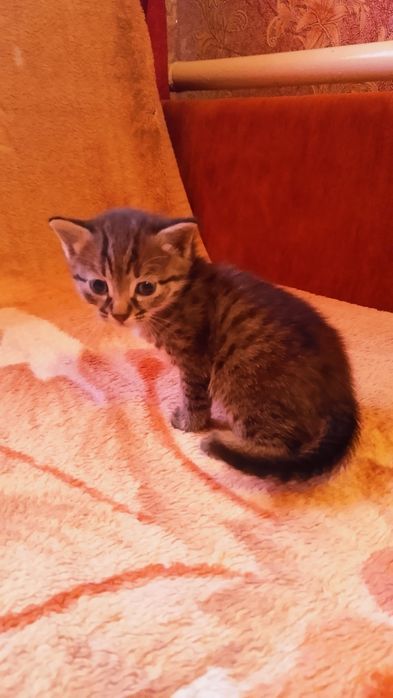 Маленькие котята ищут дом
