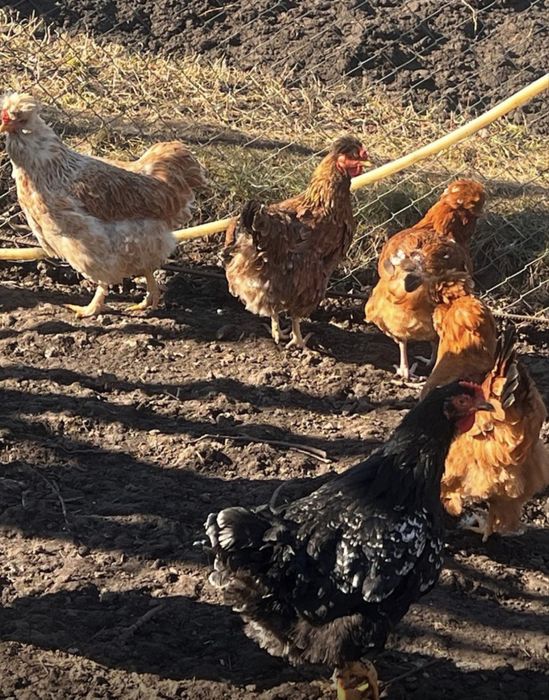 Oua incubat Gaini Motate,Barboase,Incaltate,Metisate