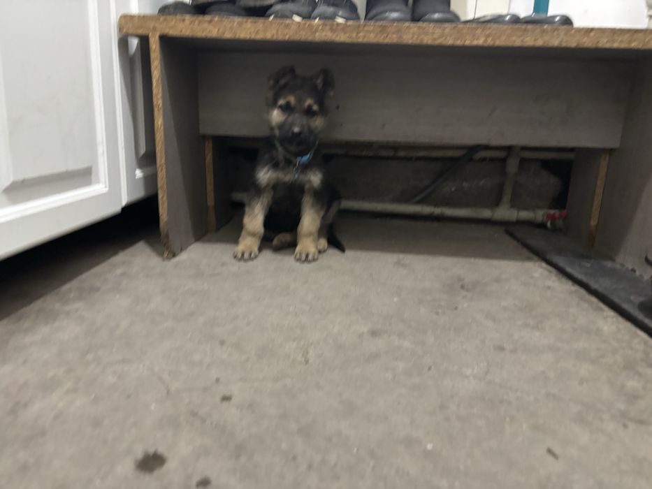 Немецкая  овчарка