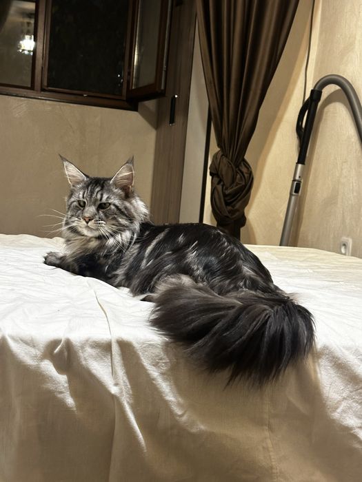 Вязка кот Мейн кун