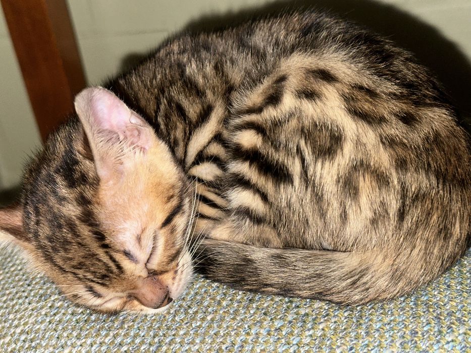 Продам бенгала девочка