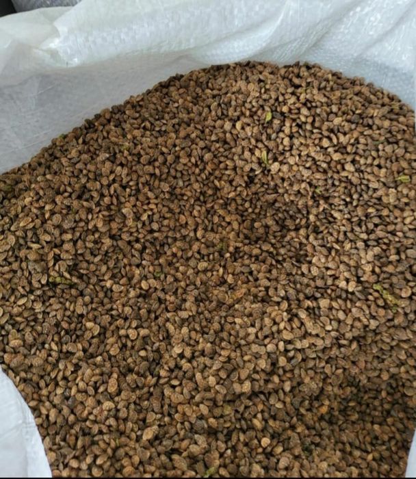 Sămânță Sparceta Certificata, Bromus inermis, Amestec furajer, Iarba