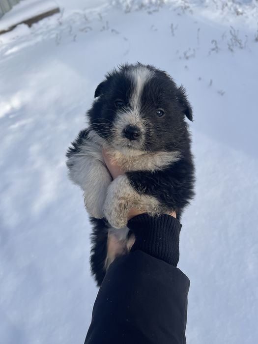 Щенки в добрые руки