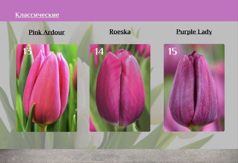 Тюльпаны Оптом от 395тг от 300шт‼️‼️‼️