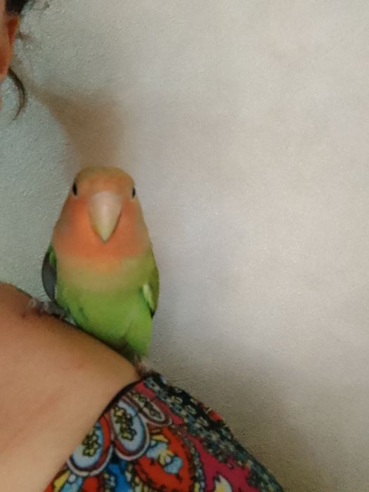 Ручной неразлучник.