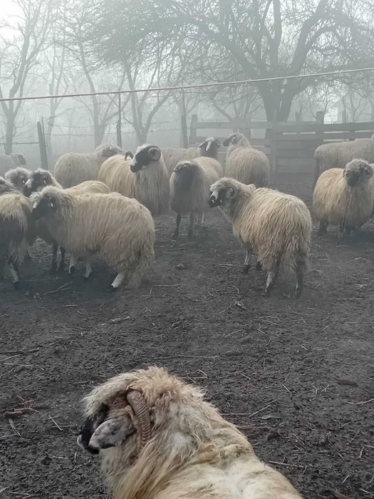 Berbecut mior de vanzare