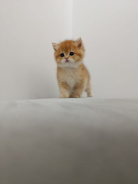 Zalataya shinshila N12