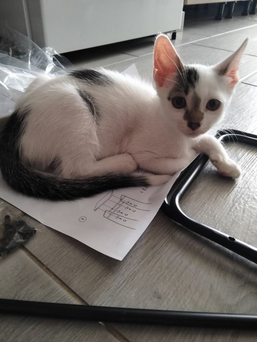 Băiețel scump și adorabil!