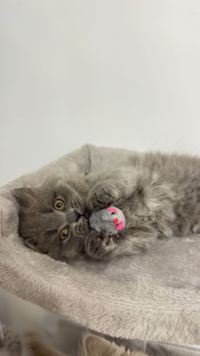 Pui pisica British Longhair