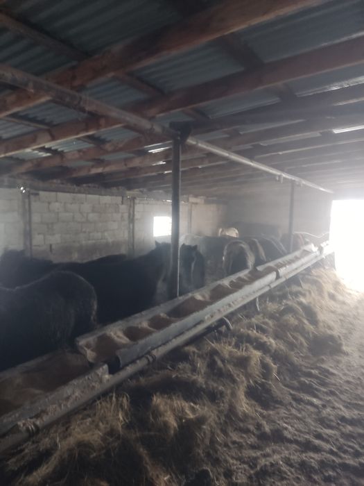 Тай лошадь бордақы