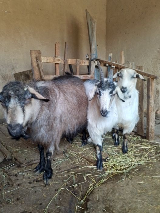 Продаются козы, коза беременная  и двое козлят