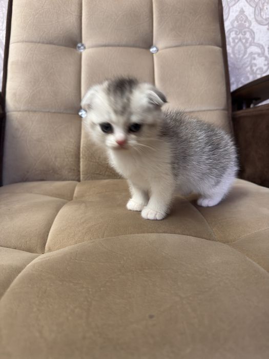 Срочно продается Скоттиш фолд девчока