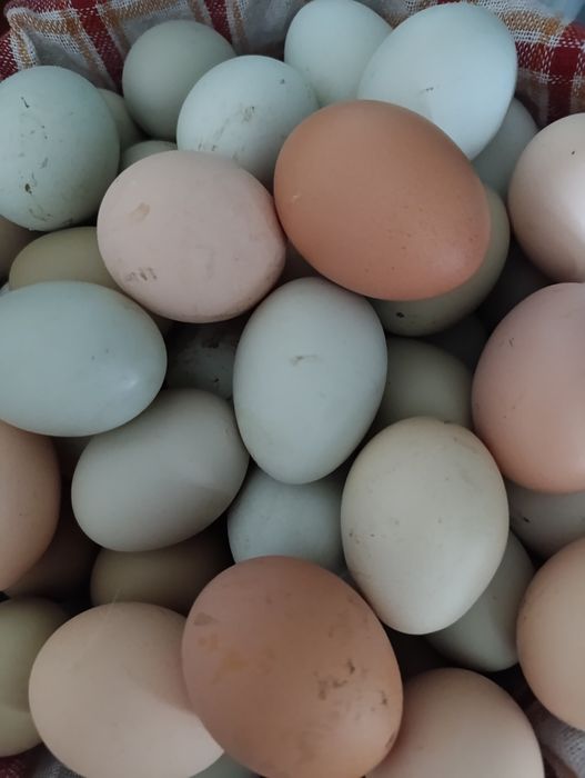 Яйца для инкубатора