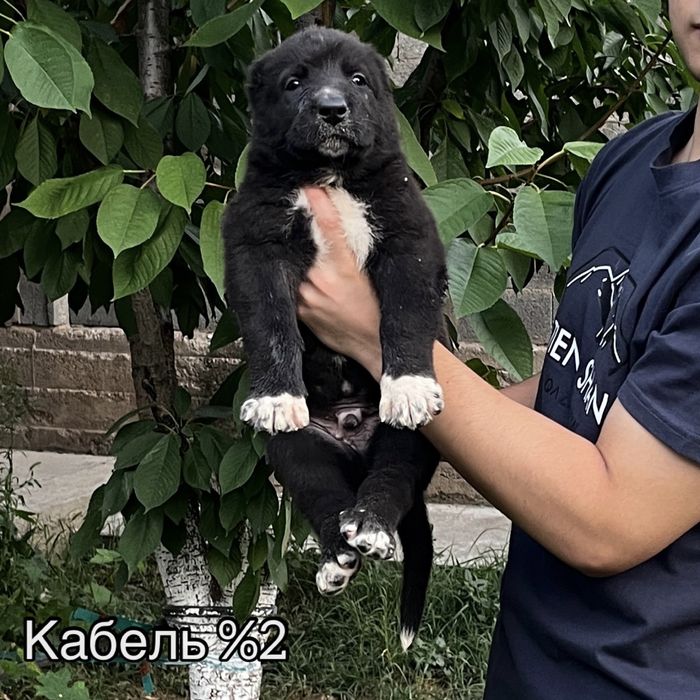 Щенок Алабай | Тобет