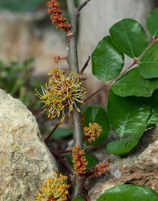 Рожков - Ceratonia siliqua L. - Фиданки