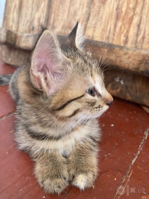 Отдам котёнка в хорошие руки
