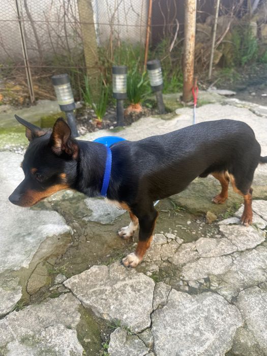 Мъжки пинчер на 11 месеца