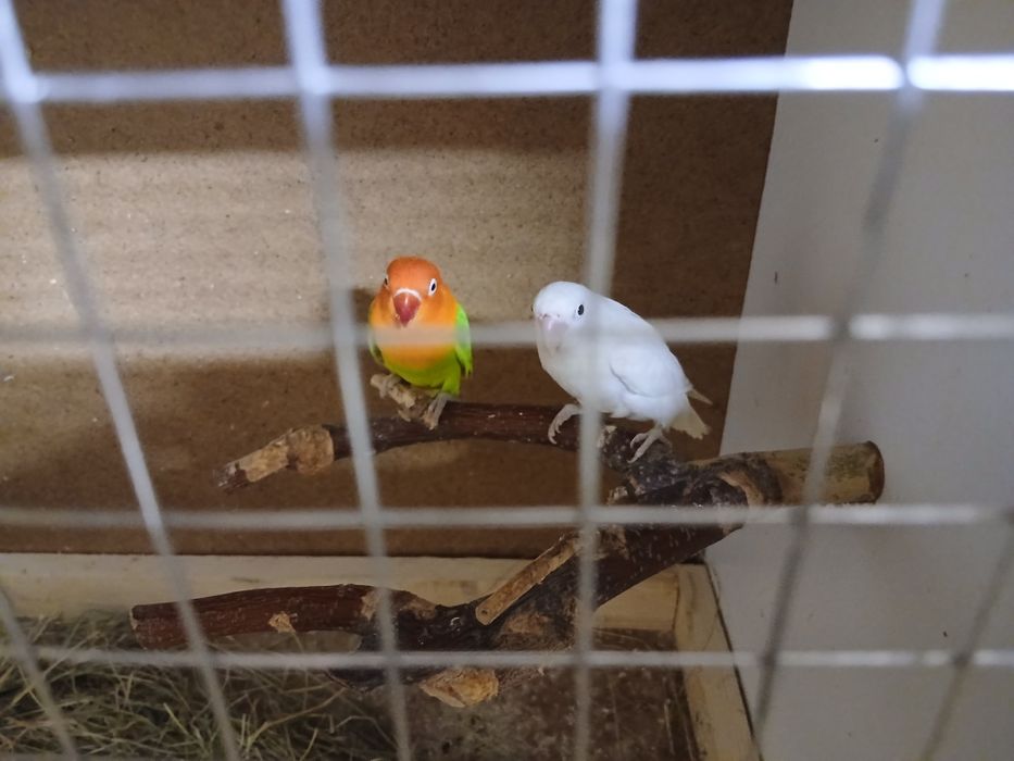 Pereche agapornis fisher