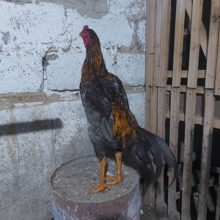 Корейц китай джужа июнски