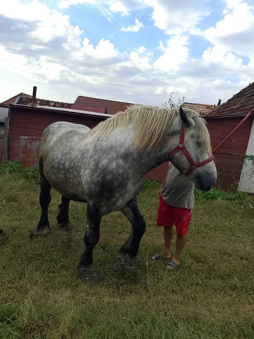 Armasar de vanzare sau schimb cu vaci