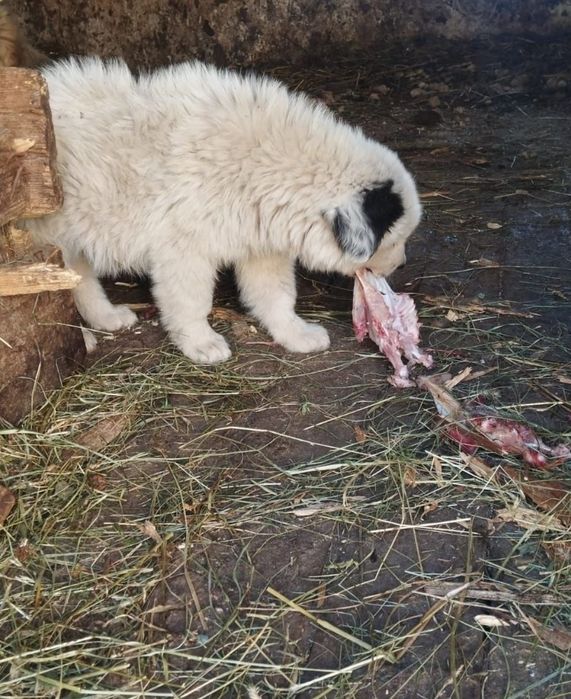 Femela de Ciobanesc romanesc de Bucovina cu pedigree tip A