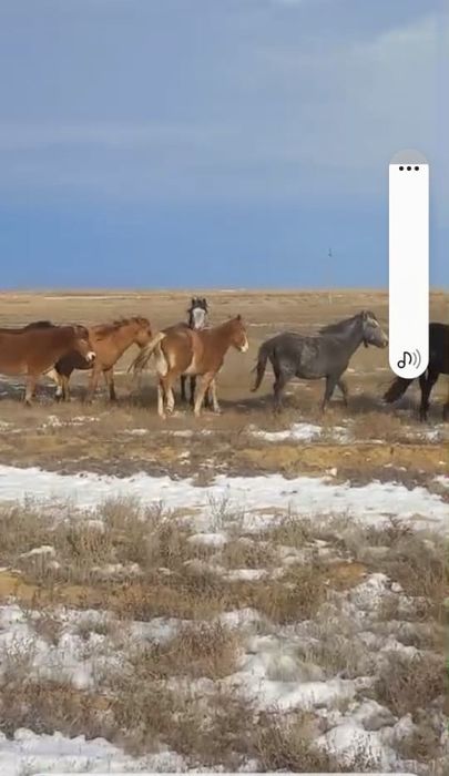 Үйір сатылады 8 бас айғырымен