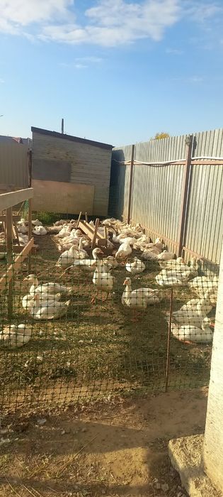 Продам гусят 2.5 месяцев