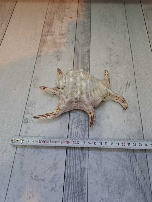 Cochilie mare de melc