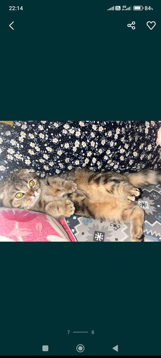 Кошка шотландская вислоухая девочка
