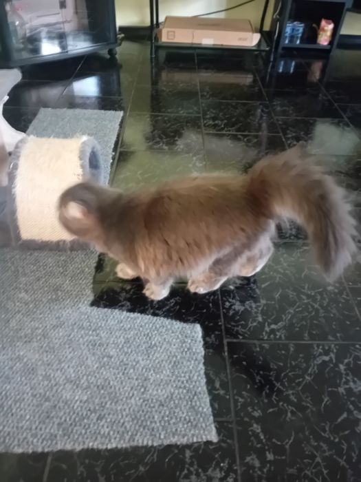 Персиец мъжки котарак