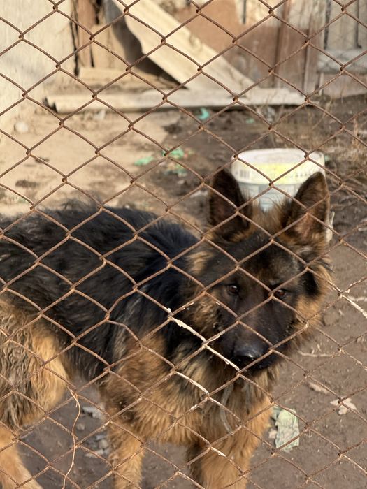 немецкий чистокровный