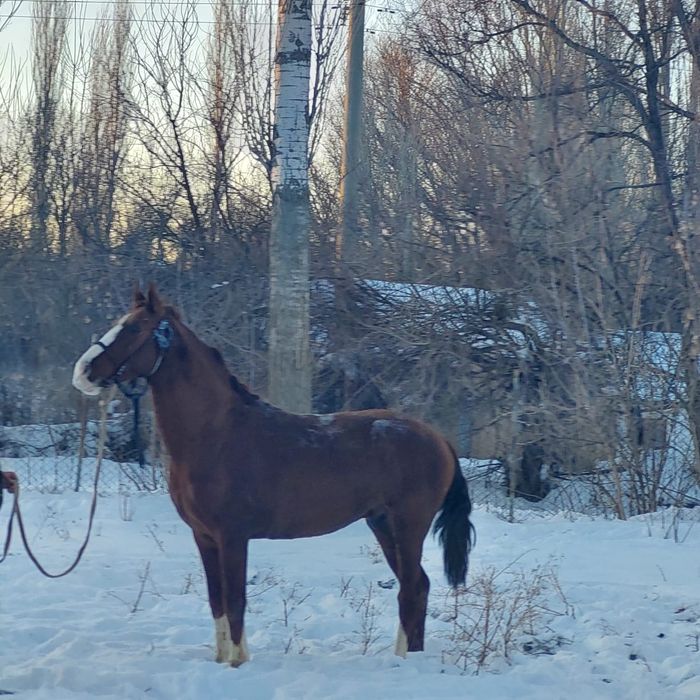 Лошадь   Турар рускулов
